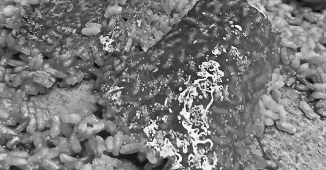 El socarrat: cómo lograr la joya de tus arroces