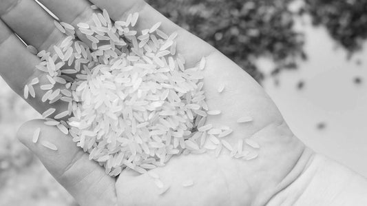 Cómo afecta el tipo de grano a tu receta: bomba, senia o albufera